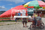 【フォトジェニック特集】ラ・トリニダード「ストロベリーファーム(Strawberry Farm)」のSNS映えポイント5選