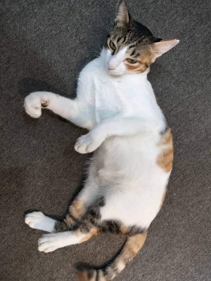 【20代社会人】セブ島2ヶ月のボランティア!シャイな自分を捨てて喋り倒した日々